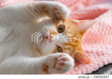 両手をあげてゴロゴロする白茶ねこ 両手をあげてゴロゴロする白茶ねこ 39090997