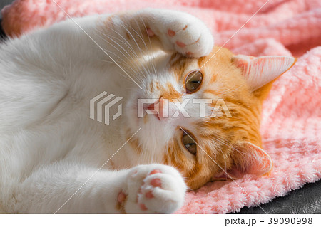 両手をあげてゴロゴロする白茶ねこ 両手をあげてゴロゴロする白茶ねこ 39090998