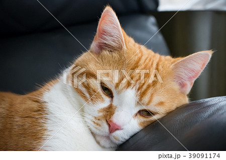 ウットリする白茶ねこ ウットリする白茶ねこ 39091174
