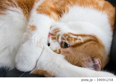 丸くなってお昼寝するかわいい白茶ねこ 丸くなってお昼寝するかわいい白茶ねこ 39091258