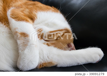 丸くなってお昼寝するかわいい白茶ねこ 丸くなってお昼寝するかわいい白茶ねこ 39091279