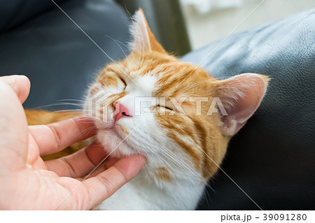 なでなでされてウットリするかわいい白茶ねこ なでなでされてウットリするかわいい白茶ねこ 39091280