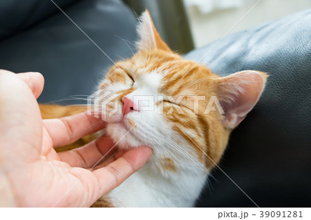 なでなでされてウットリするかわいい白茶ねこ なでなでされてウットリするかわいい白茶ねこ 39091281