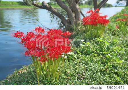 琵琶湖の彼岸花 39091421