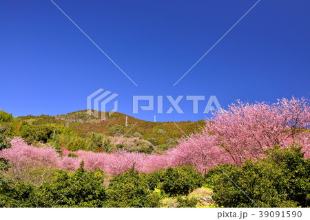 桑田山雪割桜 39091590