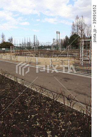 冬の伊奈町制施行記念公園・バラ園にて 冬の伊奈町制施行記念公園・バラ園にて 39091652