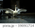 ハクチョウ 39091714