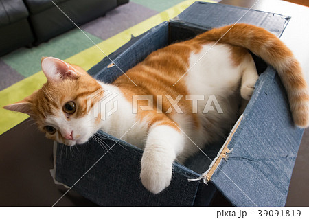 段ボールの箱に入って遊ぶ茶白ねこ 段ボールの箱に入って遊ぶ茶白ねこ 39091819