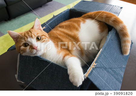 段ボールの箱に入って遊ぶ茶白ねこ 39091820