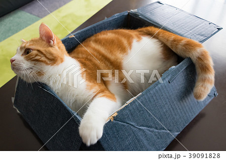 段ボールの箱に入って遊ぶ茶白ねこ 段ボールの箱に入って遊ぶ茶白ねこ 39091828