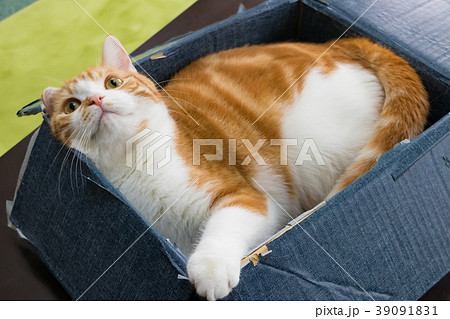 段ボールの箱に入って遊ぶ茶白ねこ 段ボールの箱に入って遊ぶ茶白ねこ 39091831