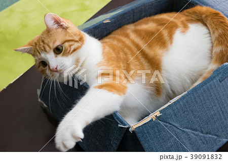 段ボールの箱に入って遊ぶ茶白ねこ 段ボールの箱に入って遊ぶ茶白ねこ 39091832