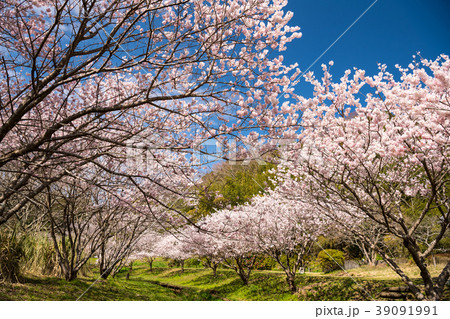 春めき桜 春めき桜 39091991