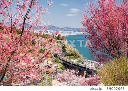 石橋の桜 石橋の桜 39092063