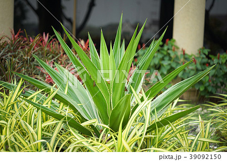 Agave americana variegated background  39092150