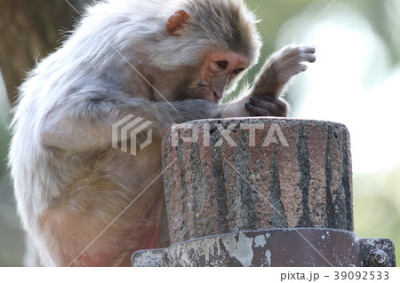 井の頭自然文化園の赤毛猿(アカゲザル) 井の頭自然文化園の赤毛猿(アカゲザル) 39092533