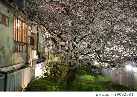 深川の夜桜 39092631