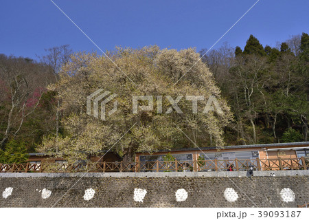 新竹 霧社桜 台湾桜 39093187