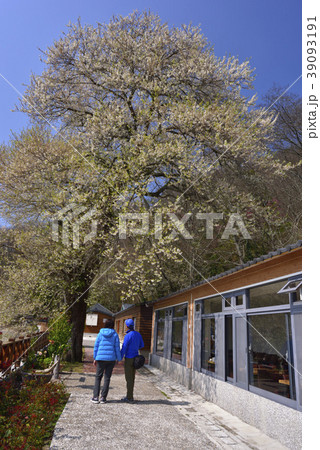 新竹 桜の木 桜の樹 39093191