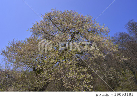 新竹 霧社桜 台湾桜 39093193
