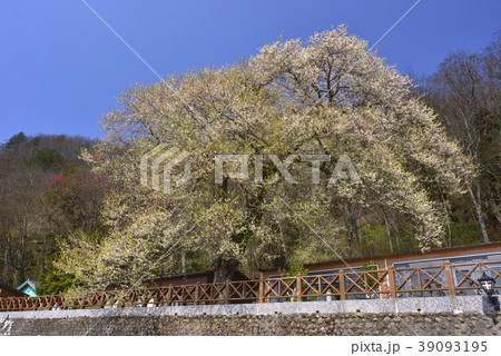 新竹 霧社桜 台湾桜 39093195