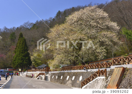 新竹 霧社桜 台湾桜 39093202
