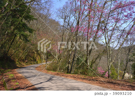 新竹 桜の木 桜の樹 39093210