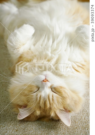 睡眠中の猫(立ち耳のスコティッシュフォールド) 睡眠中の猫(立ち耳のスコティッシュフォールド) 39093374