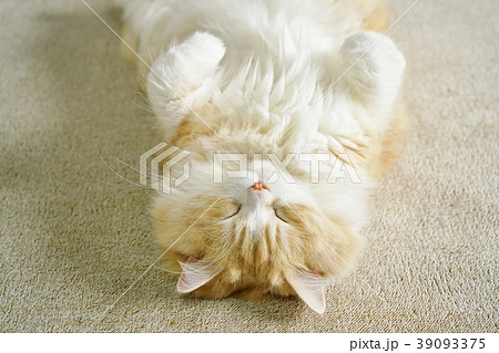 Sleeping Cat, prick-eared Scottish Fold Sleeping Cat, prick-eared Scottish Fold 39093375