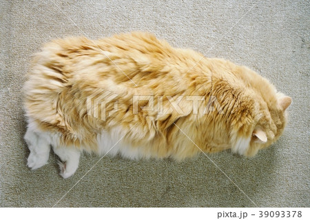 Sleeping Cat, prick-eared Scottish Fold 39093378