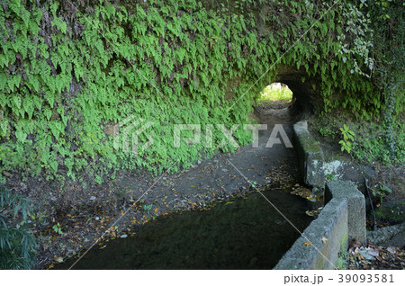 横浜市瀬上沢の江戸時代史跡、横堰と貝化石露頭 39093581