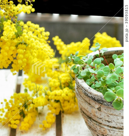 多肉植物とミモザの明るい春の庭 ガーデニングの写真素材