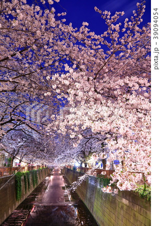 桜 39094054