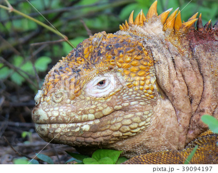 ガラパゴスリクイグアナ 39094197
