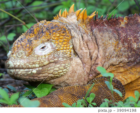 ガラパゴスリクイグアナ 39094198