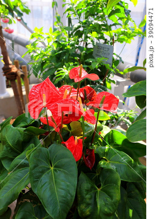 植物園 39094471