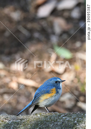 薬師池公園の野鳥 39095387