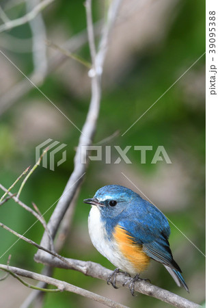 薬師池公園の野鳥 39095388