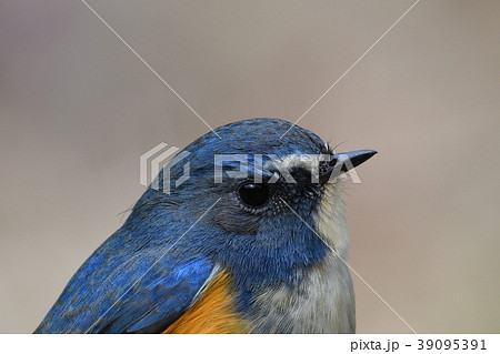 薬師池公園の野鳥 薬師池公園の野鳥 39095391