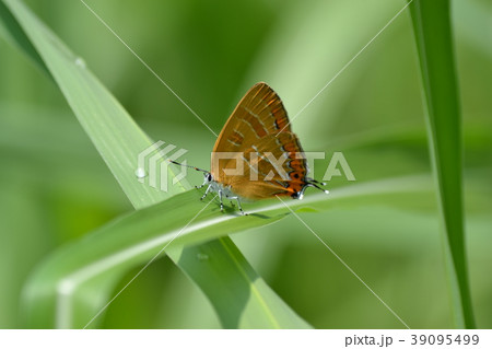 ゼフィルス ゼフィルス 39095499