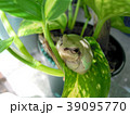 リラックスのカエルさん 39095770