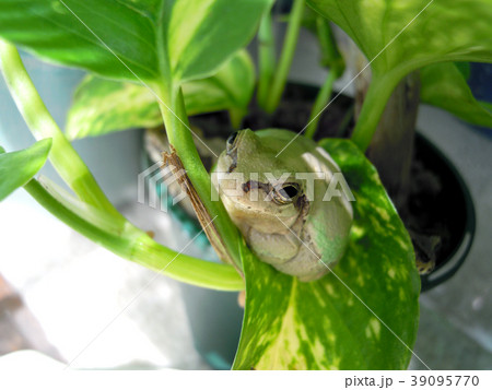 リラックスのカエルさん リラックスのカエルさん 39095770