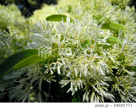 ナンジャモンジャの花 39095771