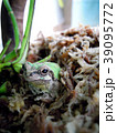 冬眠明けのカエルくん 39095772