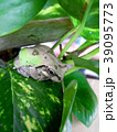 葉っぱでゆったり 39095773
