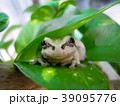 カエル君のスマイル 39095776