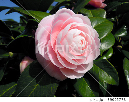 淡いピンクの大輪の花 淡いピンクの大輪の花 39095778