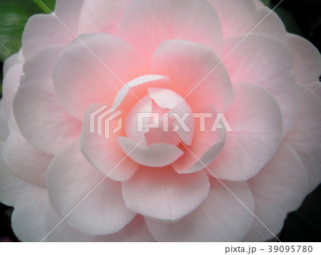 薄紅色の大輪 39095780