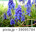 満開のムスカリ 39095784