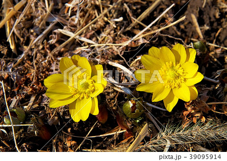 福寿草　満開 39095914